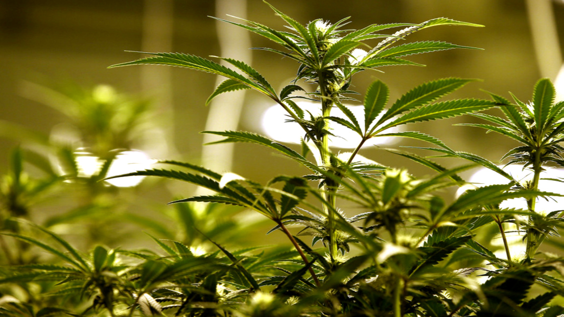 Поне 40 тона марихуана са конфискувани в РСМ