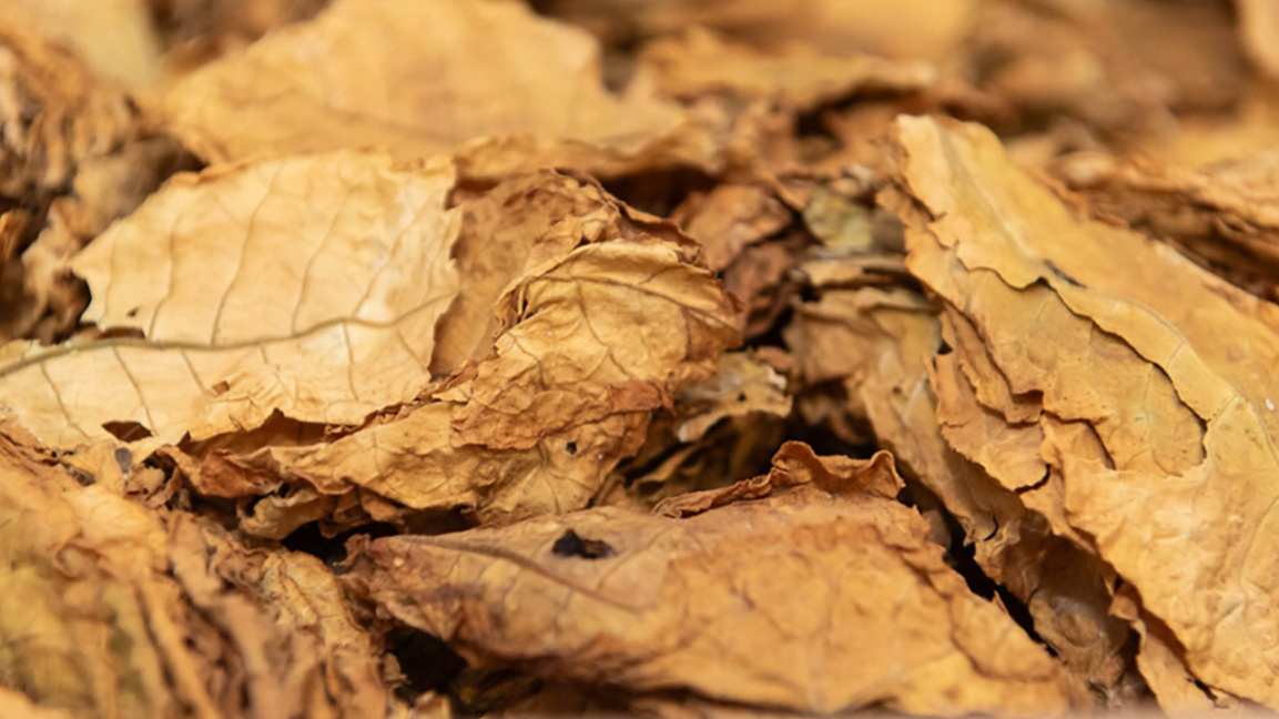 Tütün Üreticileri Siciline kayıt tarihi ...