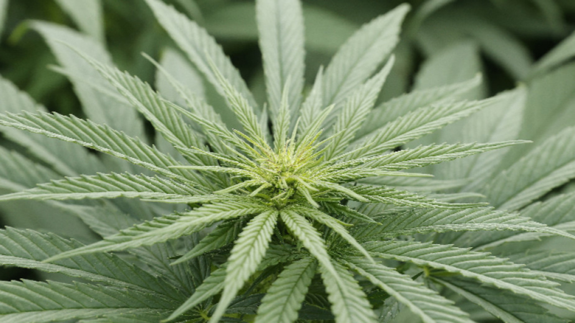 Отнеха лицензите на 6 фирми в РСМ за отг...