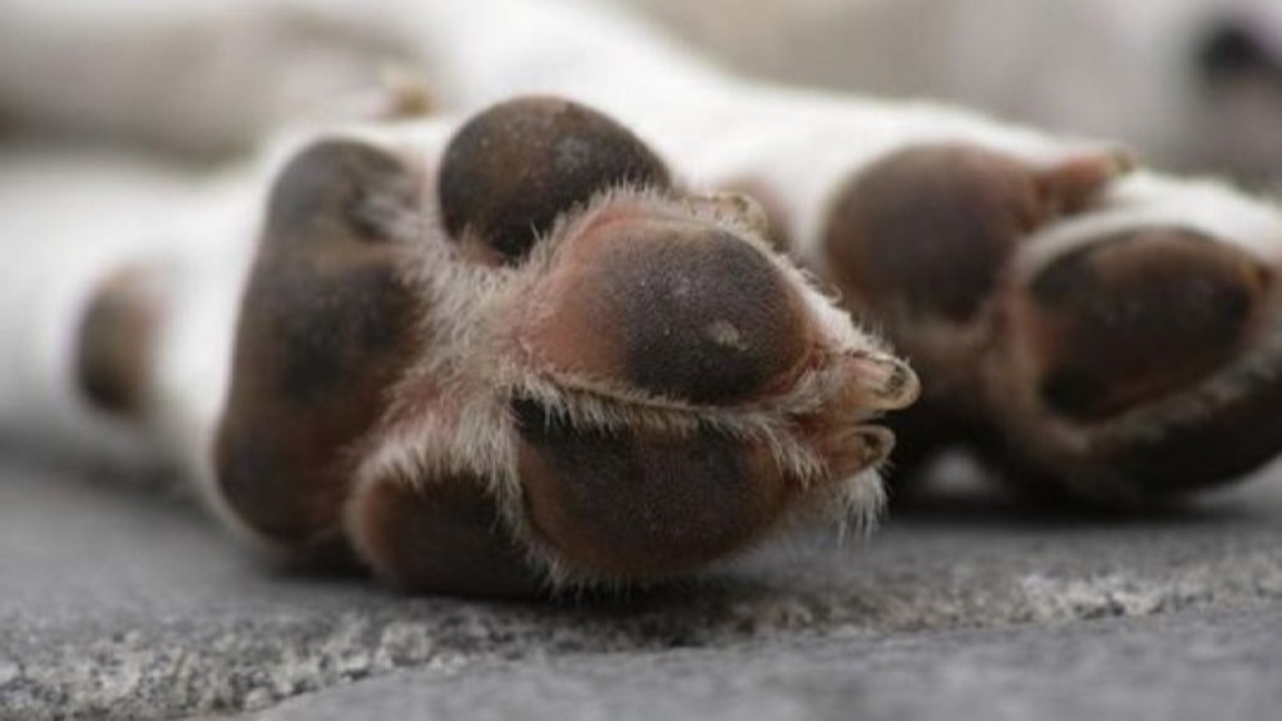 Жълти стотинки, щастливи лапички