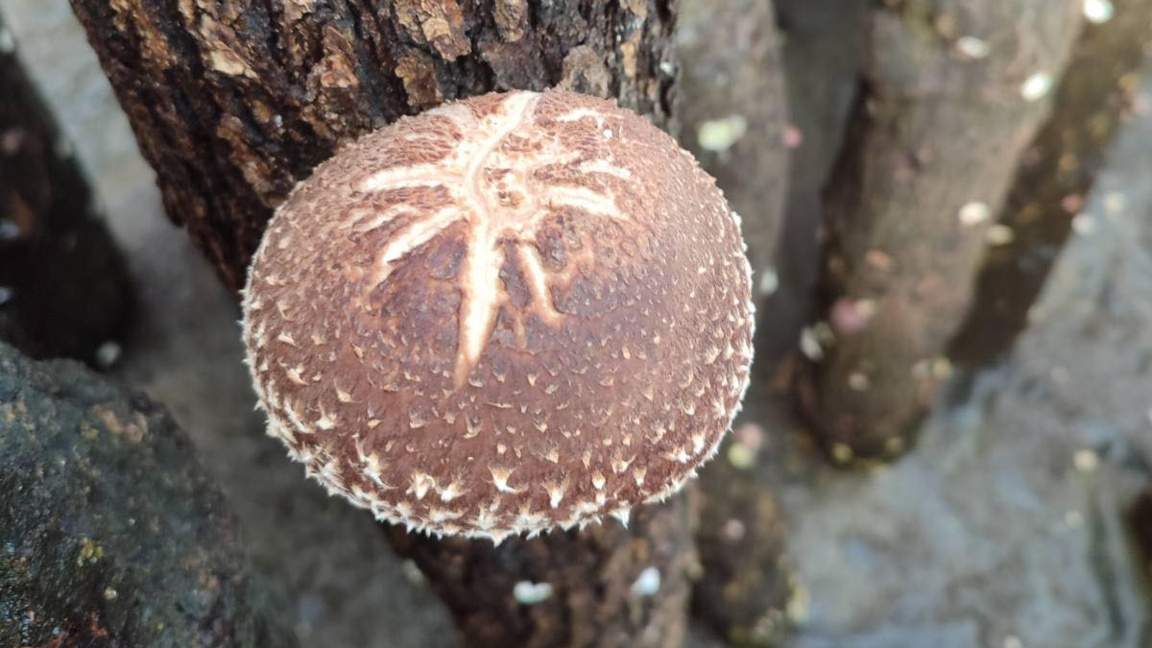 Редки видиве гъби