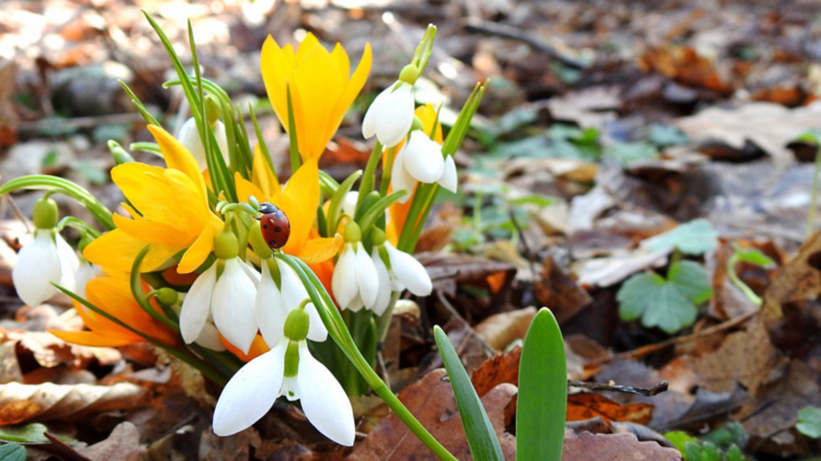Предвестници на пролетта