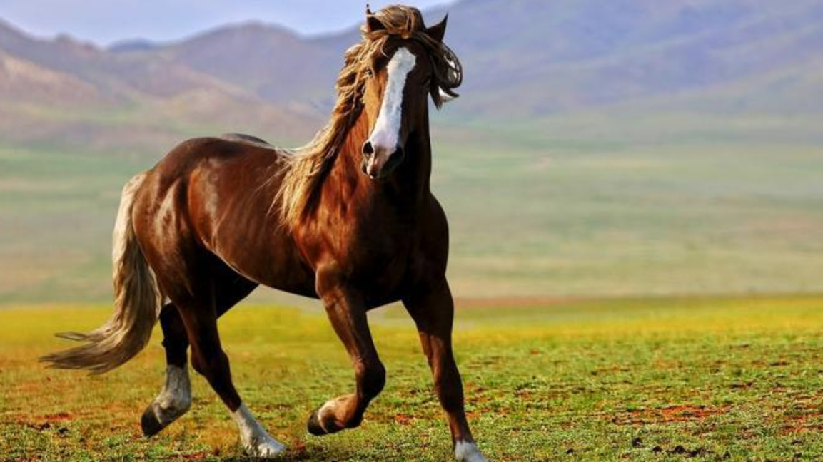 Две села в Пернишко- Люлин и Големо Бучино ще празнуват заедно Тодоровден