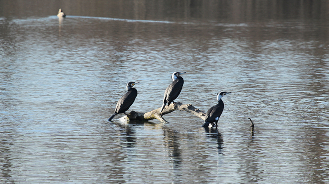 водолюбиви птици